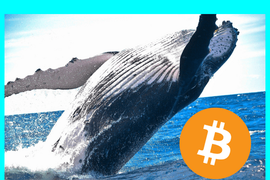 No, la propiedad de Bitcoin no está altamente concentrada, pero las ballenas están acumulando - Featured image