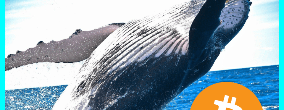 No, la propiedad de Bitcoin no está altamente concentrada, pero las ballenas están acumulando - Featured image