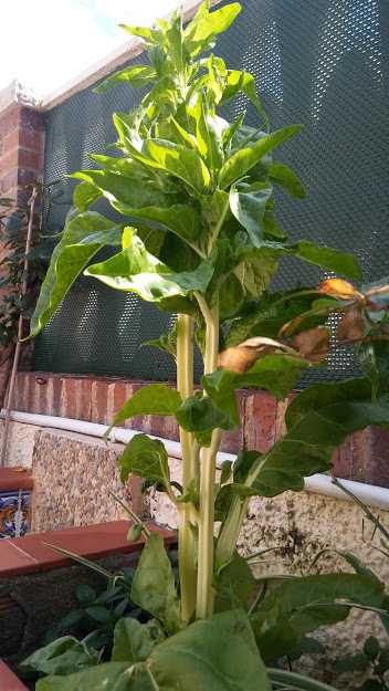 El que siembra recoge Acelgas en mi jardín