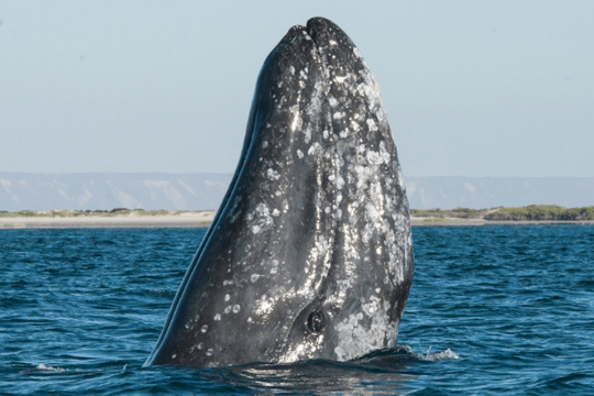 ¿Qué tienen las ballenas en sus carteras de criptomonedas? - Featured image